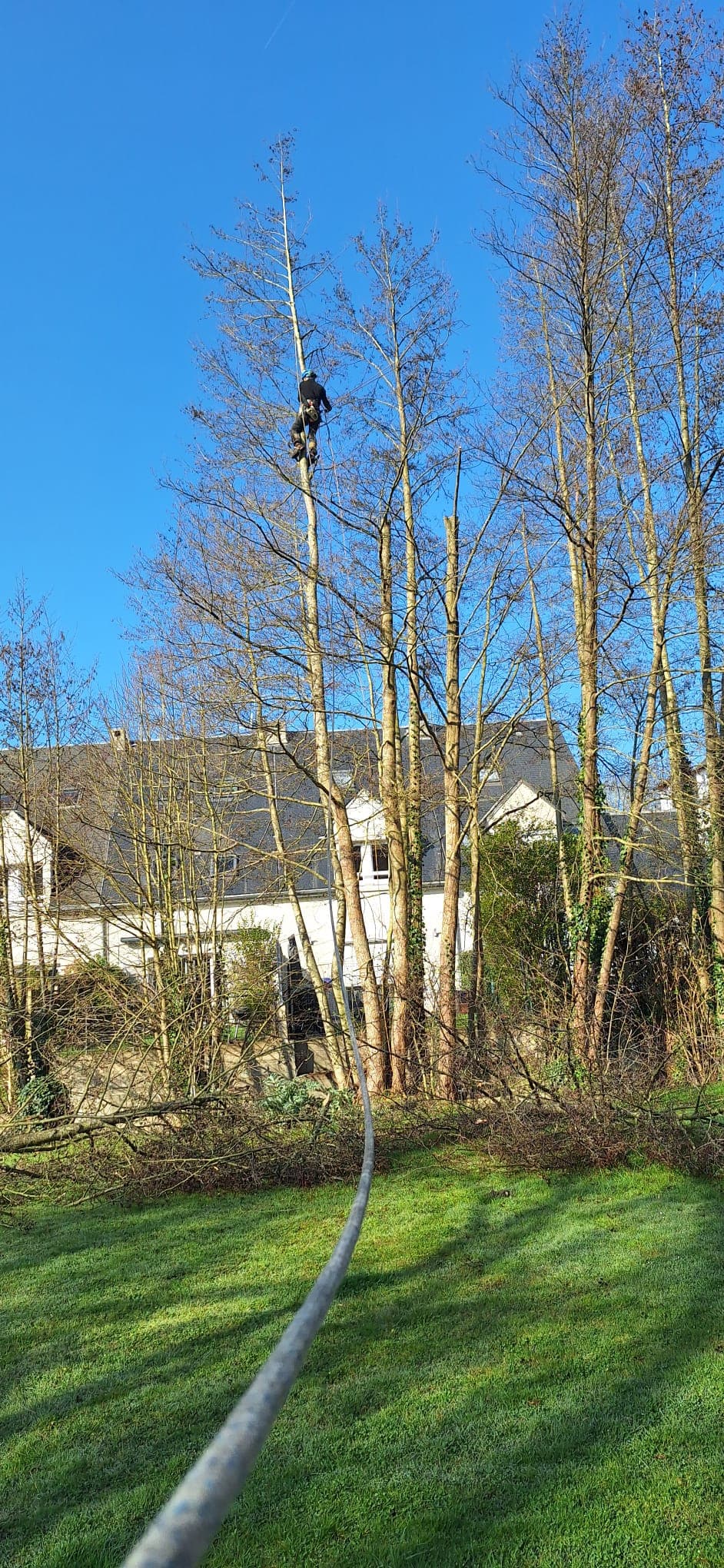 arbre a abattre et entretenir
