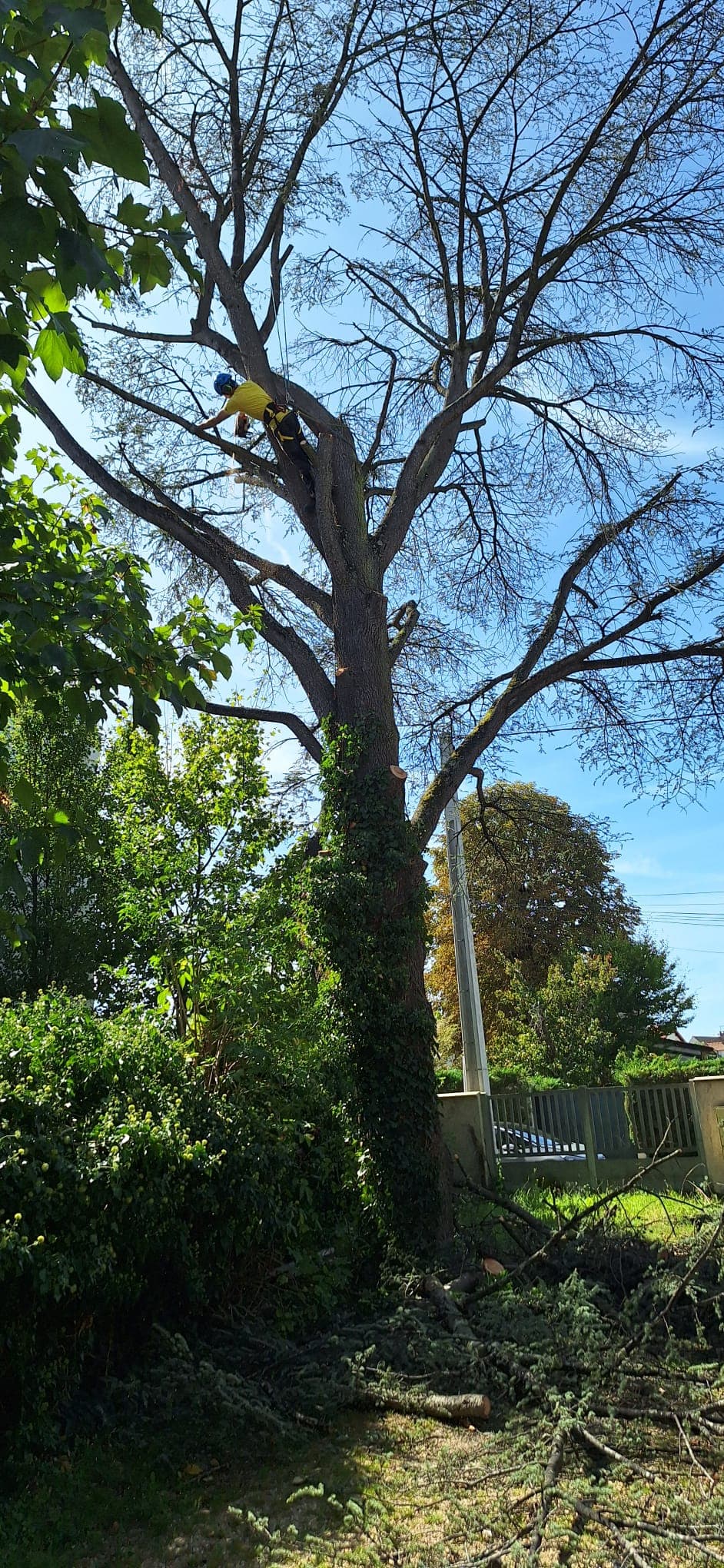 Abattage d'arbre sécurisé par un élagueur professionnel